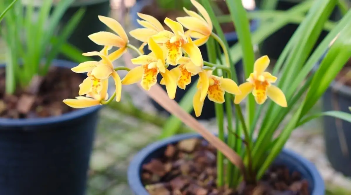 cymbidium orchid division pseudobulb cut