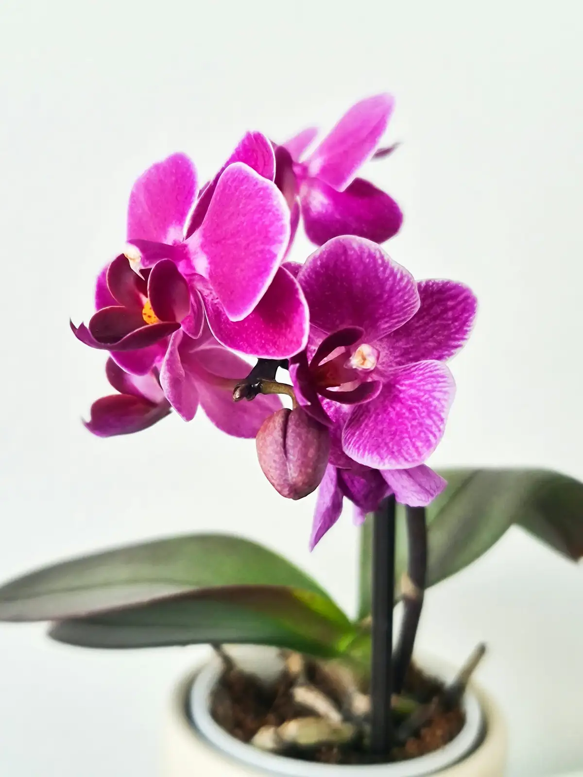 cymbidium orchid repotting tall pot