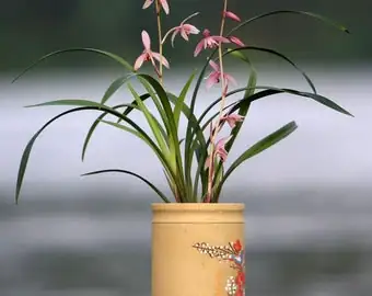 cymbidium orchid multiple flower spikes