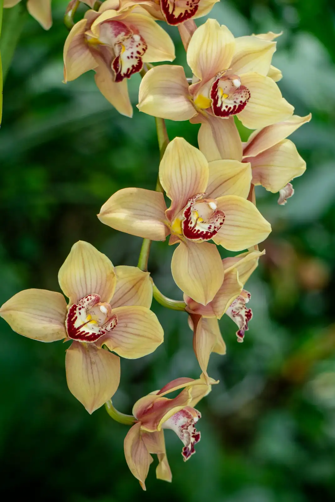 cymbidium orchid tall planter close-up