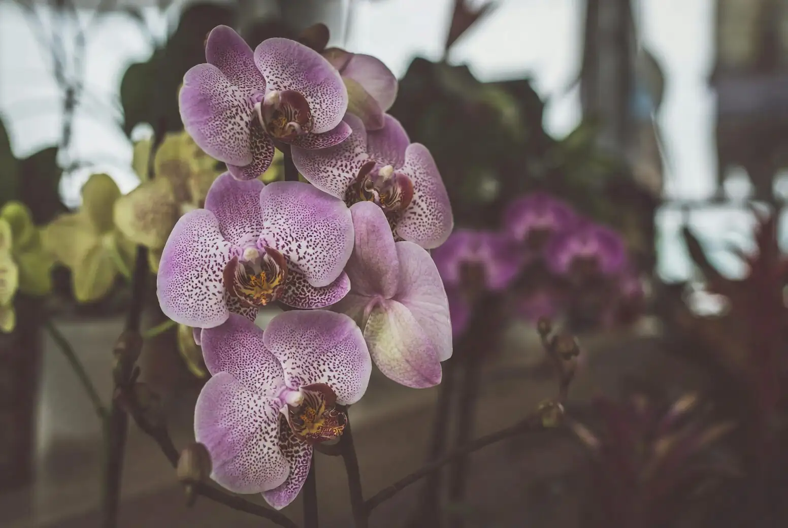 cymbidium orchid east window morning light