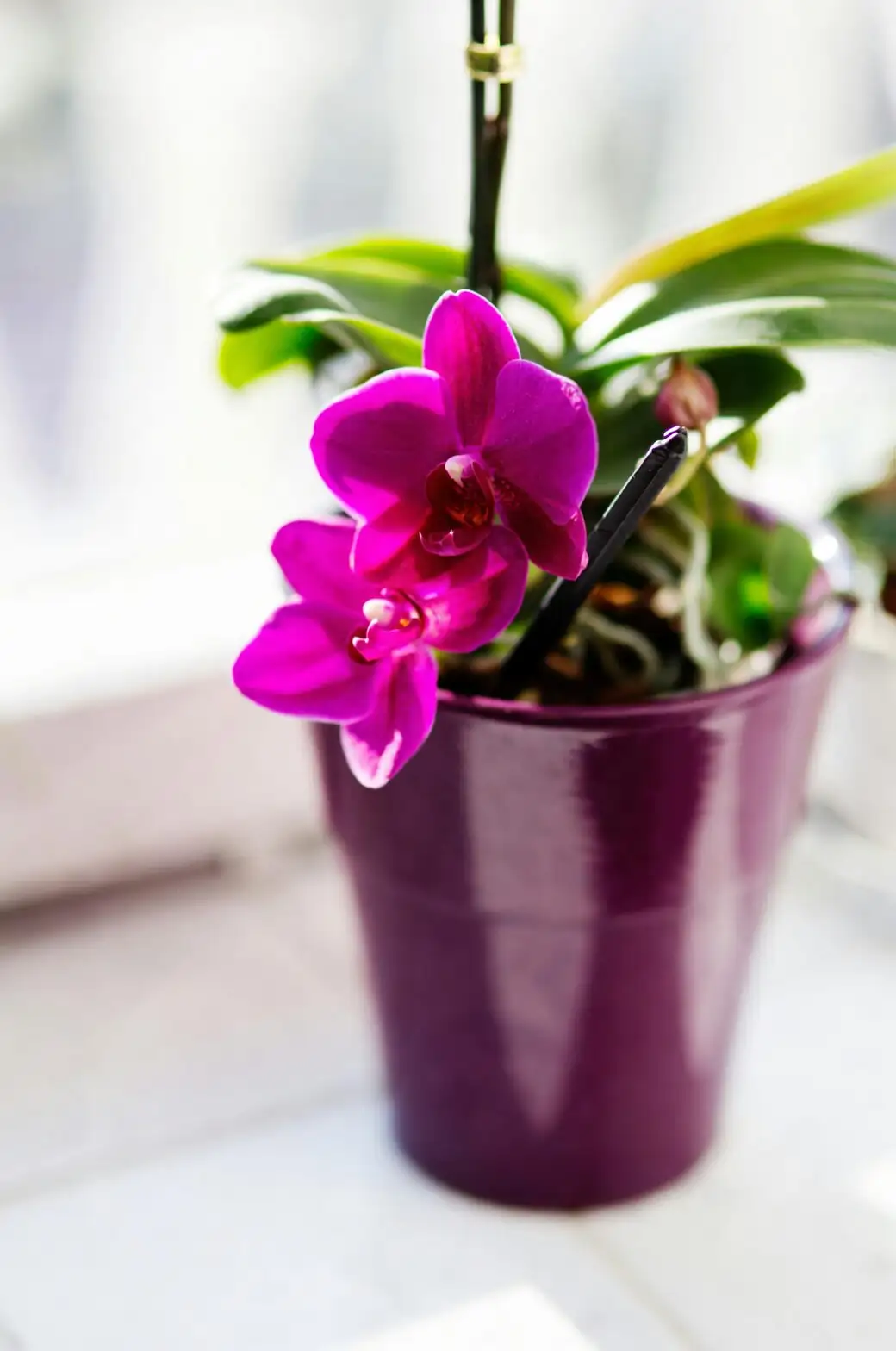 cymbidium orchid indoor fan breeze