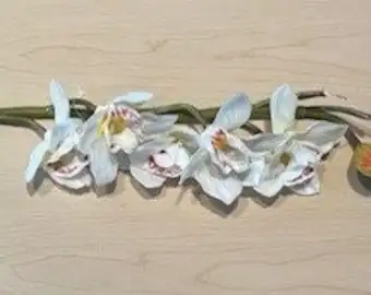 cymbidium orchid mature buds close-up