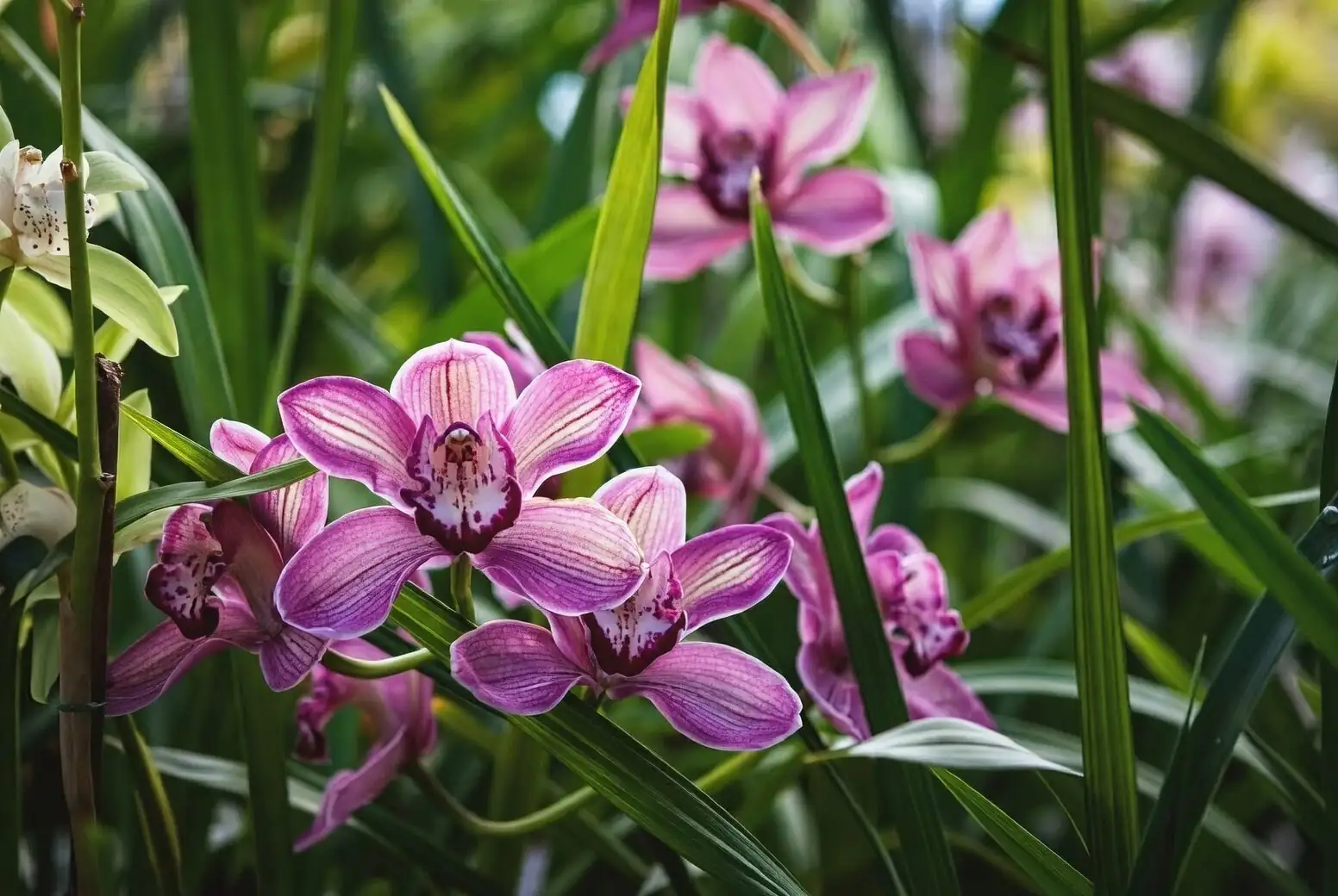 greenhouse cymbidium uniform buds