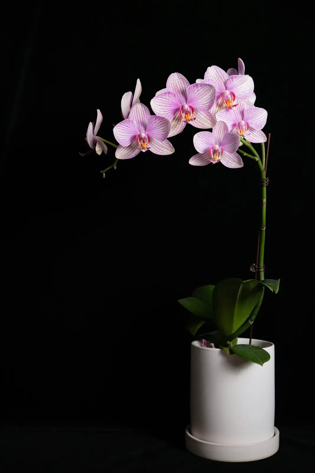 cymbidium orchid pebble humidity tray