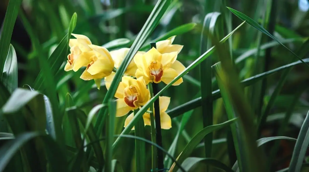 cymbidium pseudobulb leaves flowers close-up
