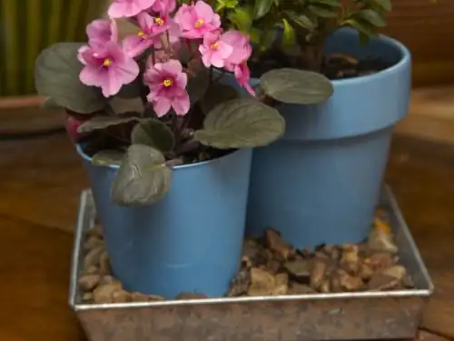 cymbidium pebble tray fan