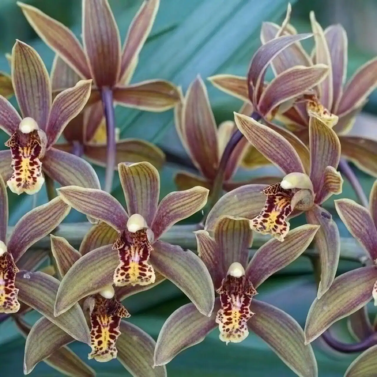 cymbidium arching flower spikes