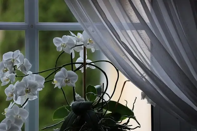 cymbidium east window sheer curtain