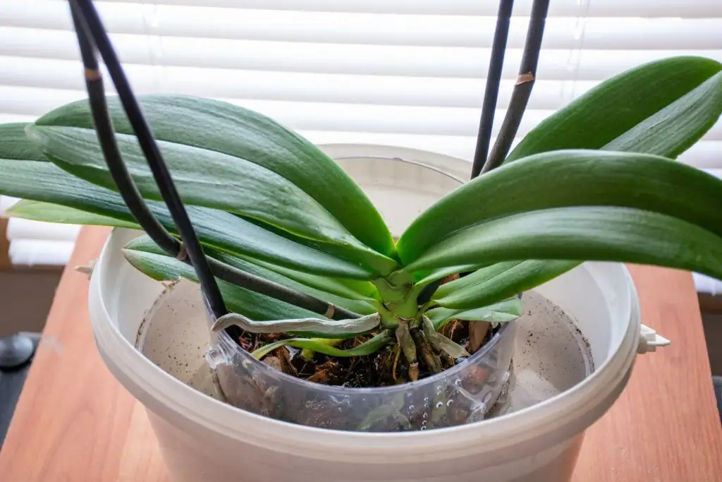 phalaenopsis watering base close-up