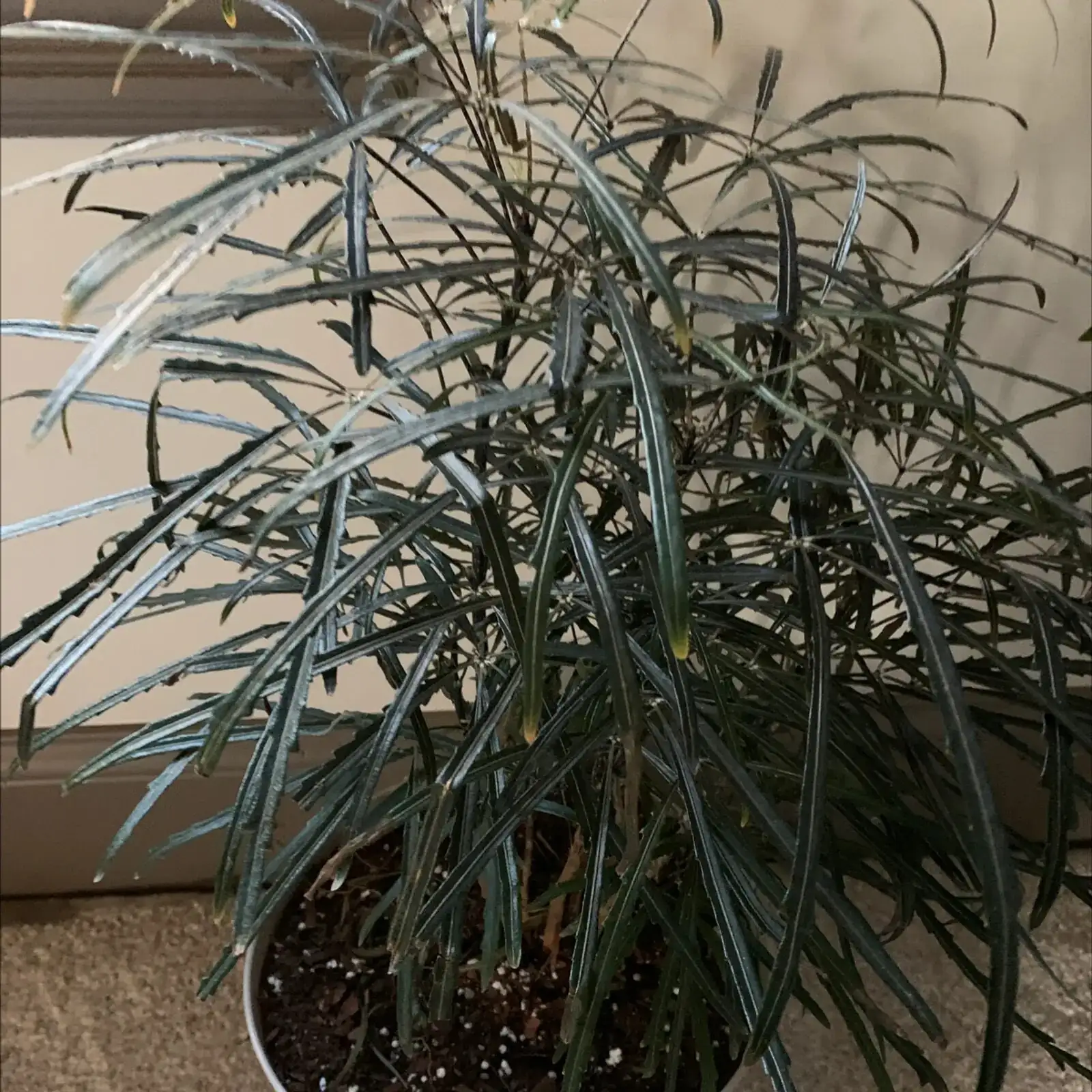 false aralia watering soil check hand