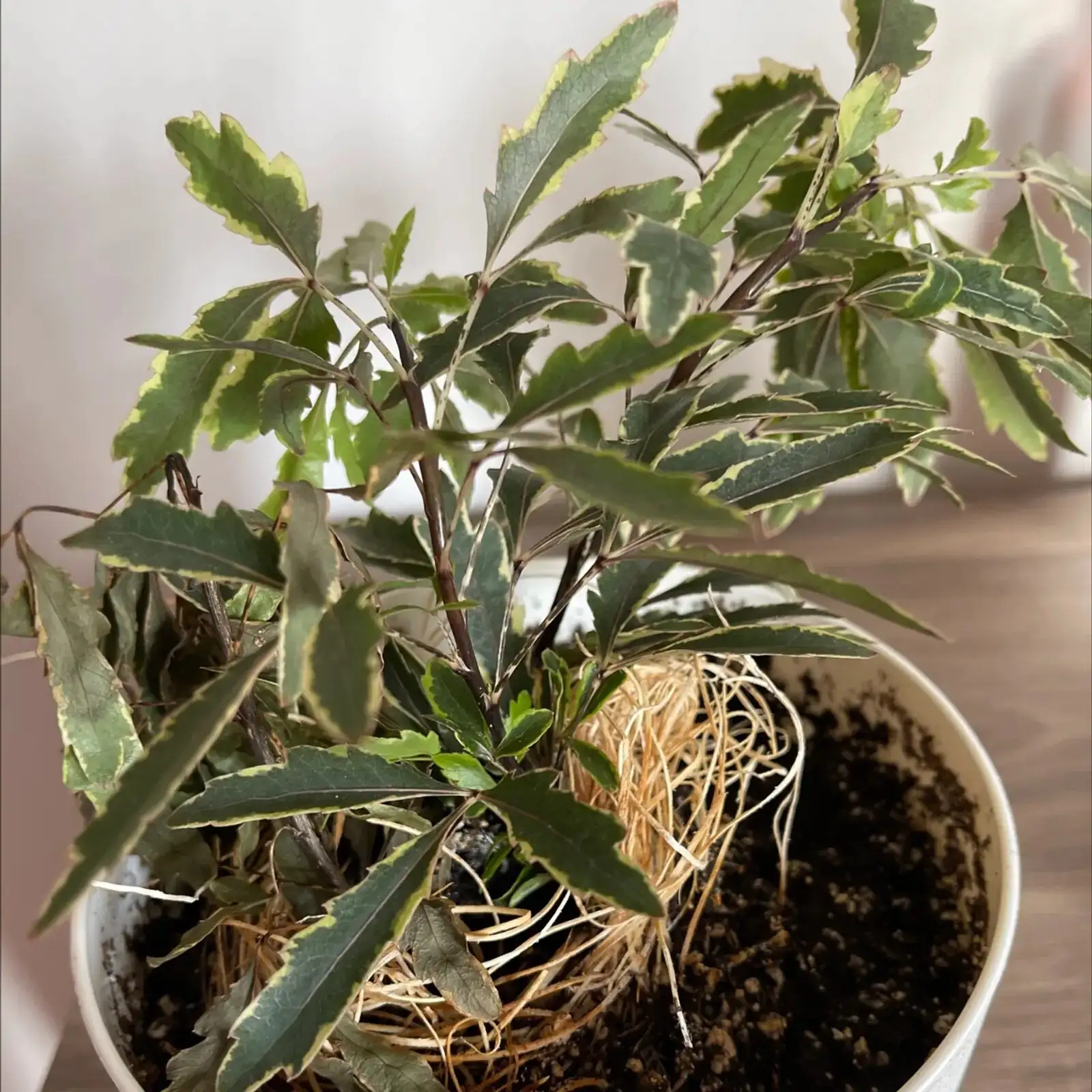 false aralia pruning shears shaping