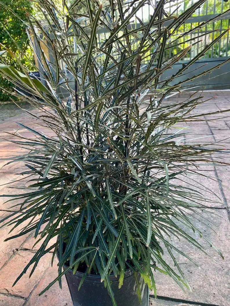 false aralia repotting root ball spring