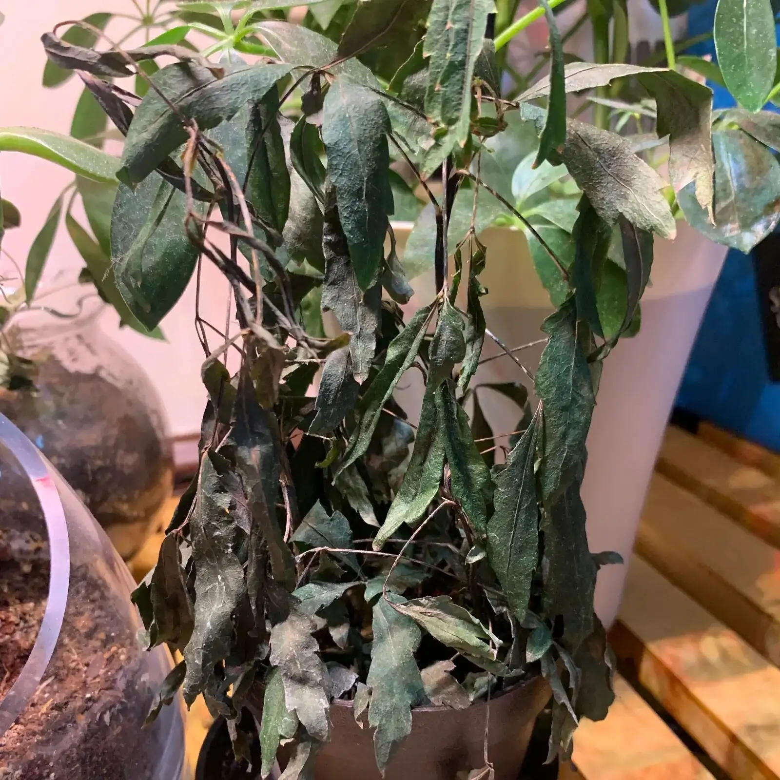 false aralia root rot roots