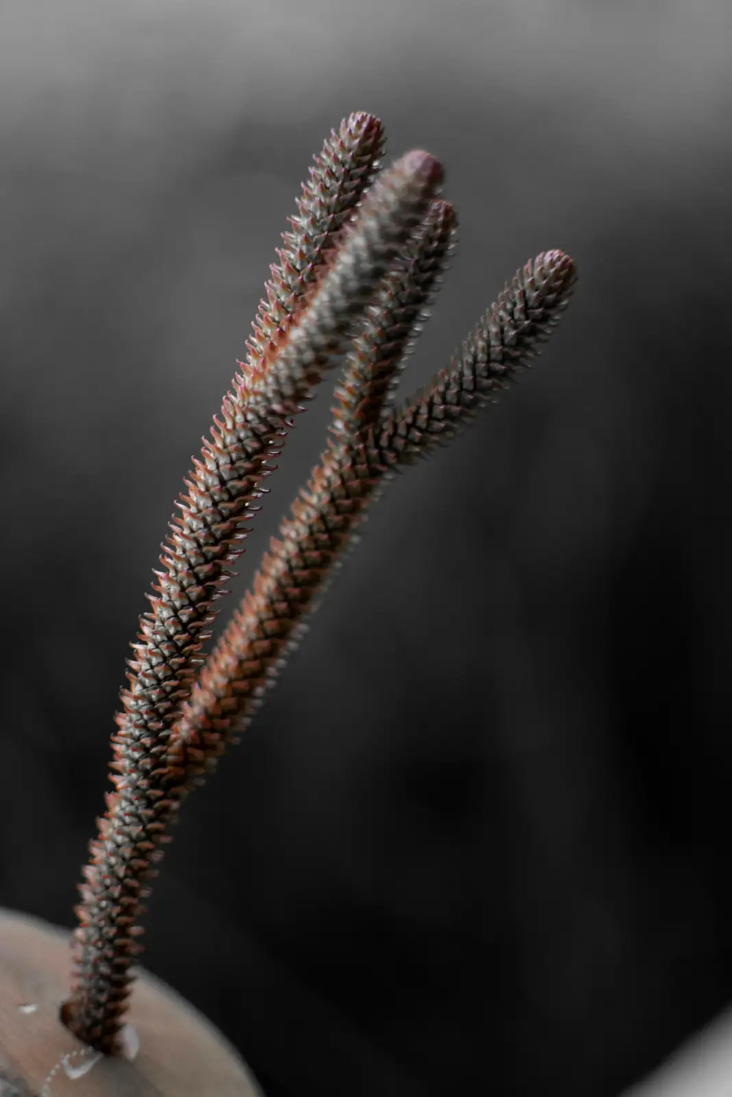 false aralia scale insects close-up
