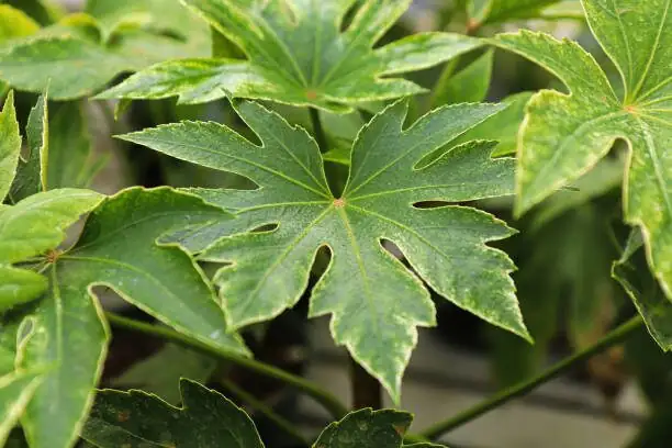 false aralia juvenile leaves closeup