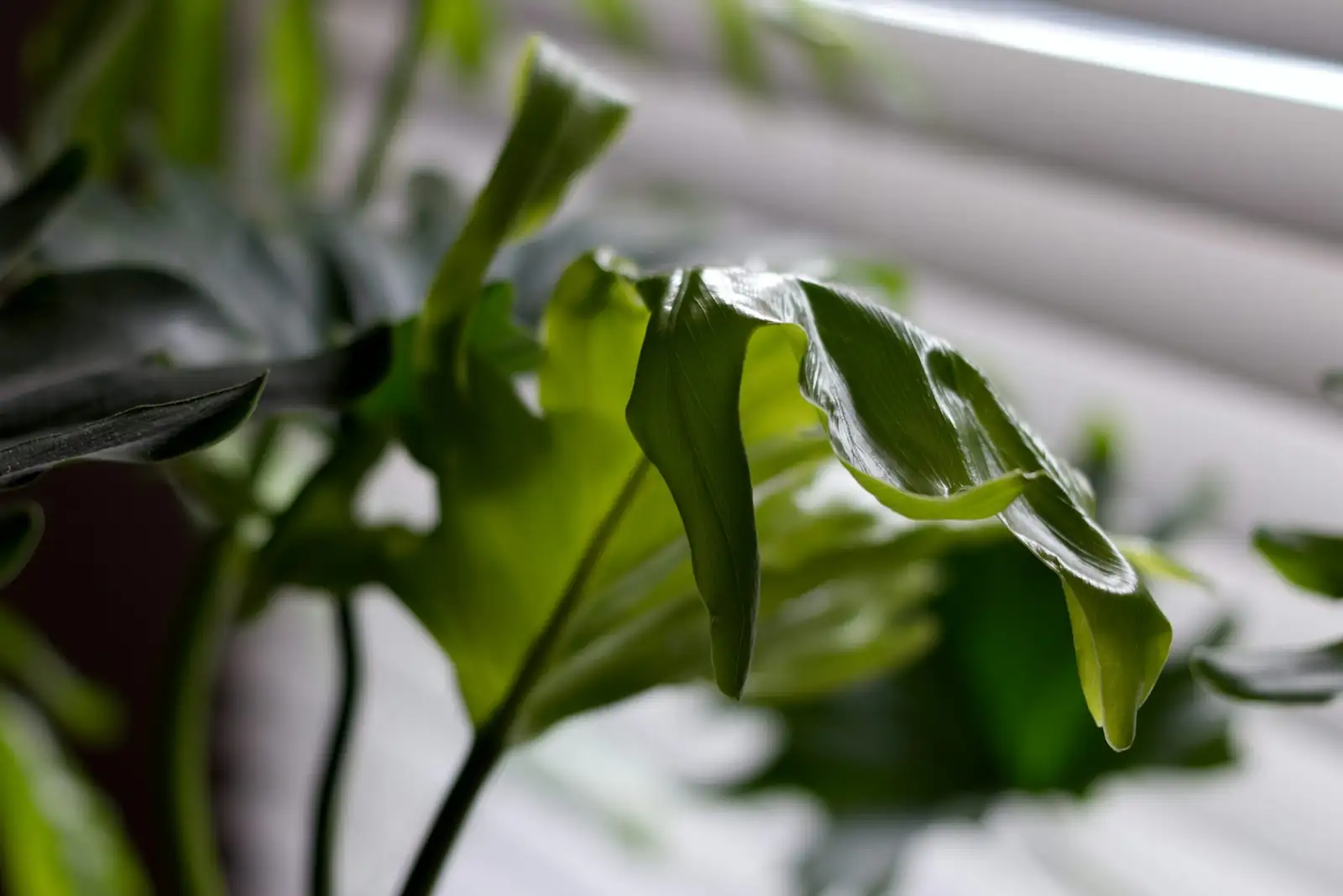 false aralia variegated leaves window