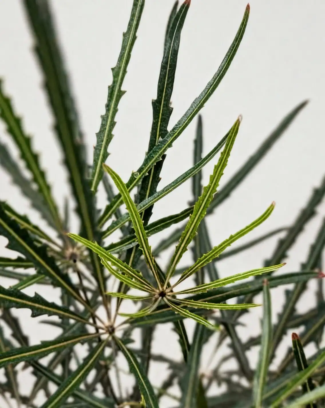false aralia vs ming aralia leaves