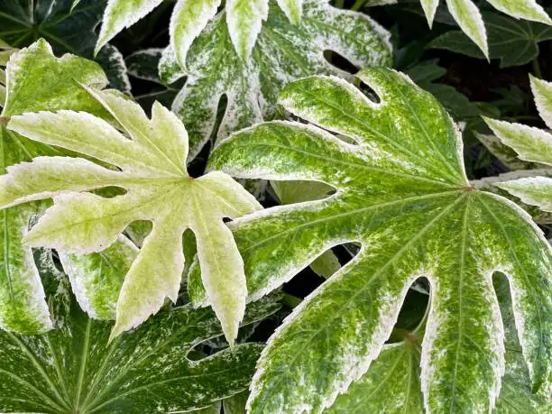 false aralia cuttings in water