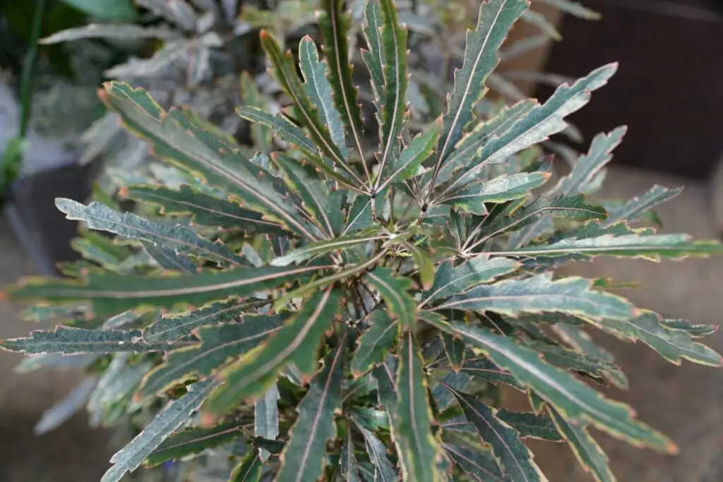 false aralia serrated leaf close-up