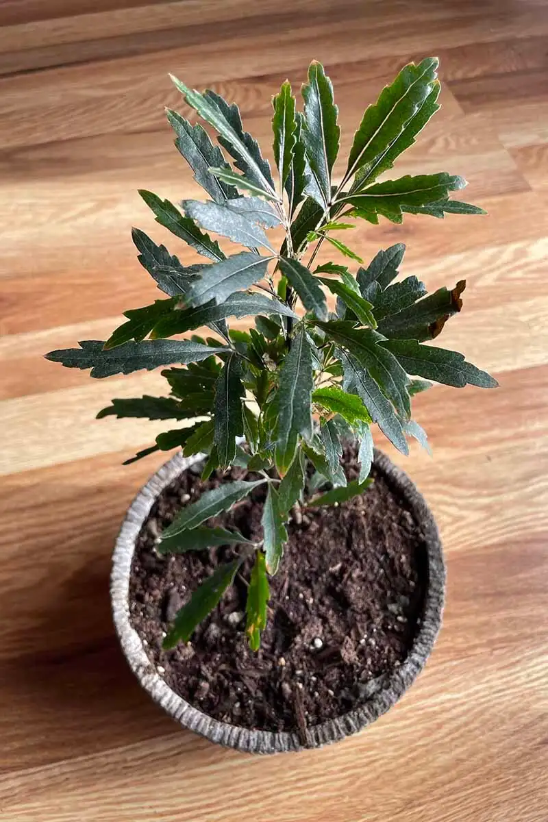 false aralia entryway left side
