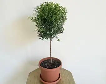 false aralia gift ribbon pot