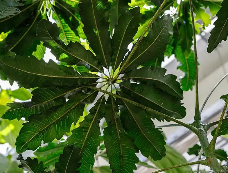 false aralia stem cuttings tray
