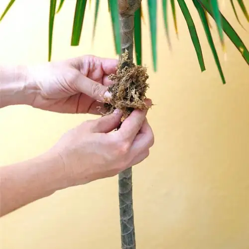 false aralia air layering moss
