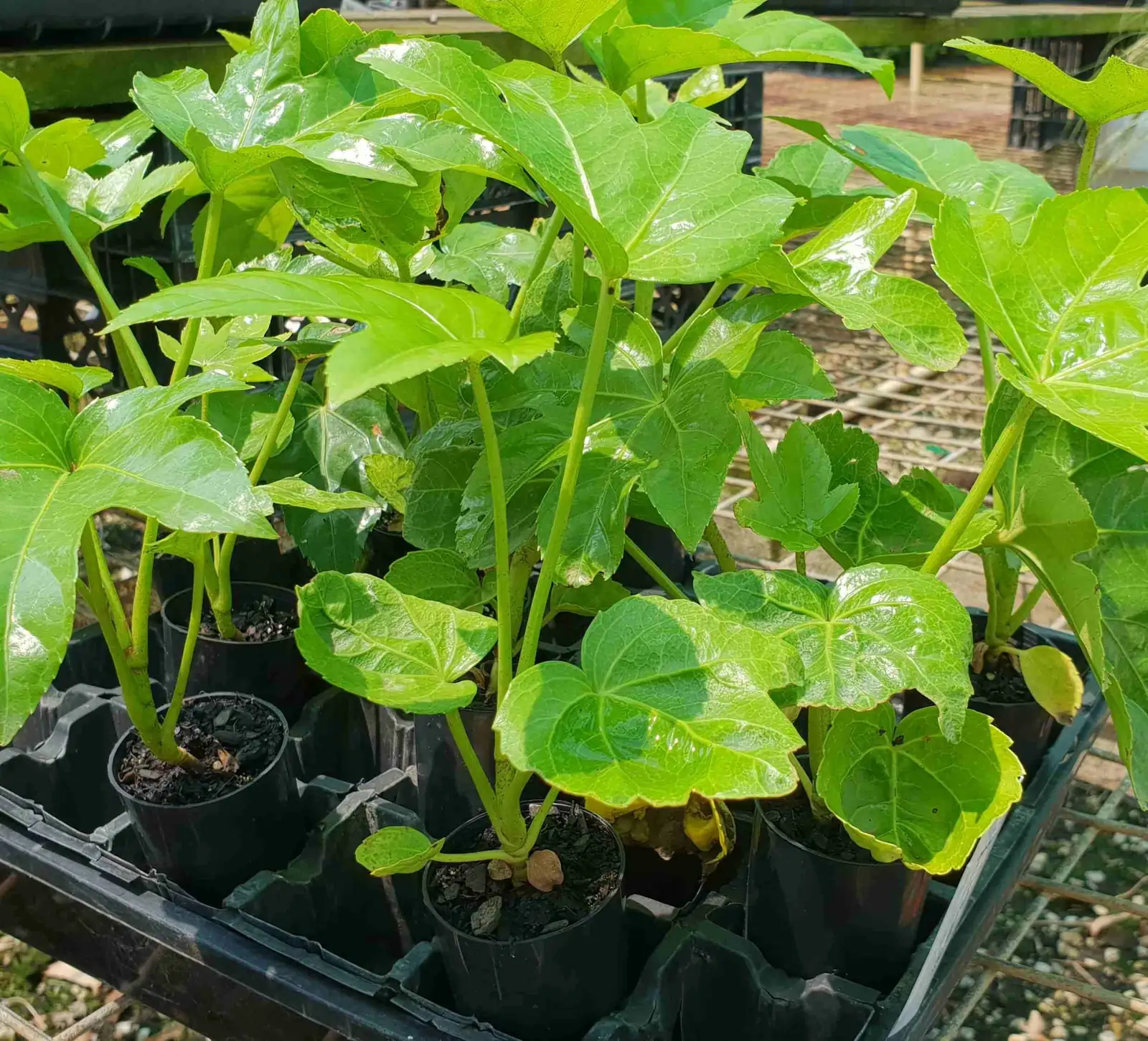 false aralia seeds seedling tray