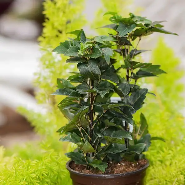 false aralia living room plant trio