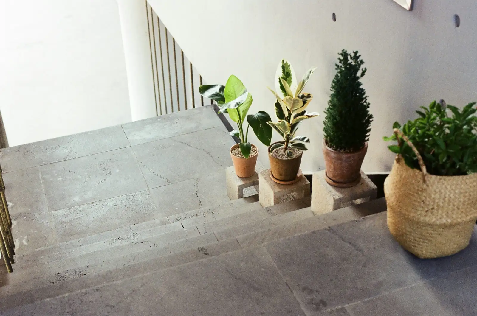 false aralia tall cylinder planter stand