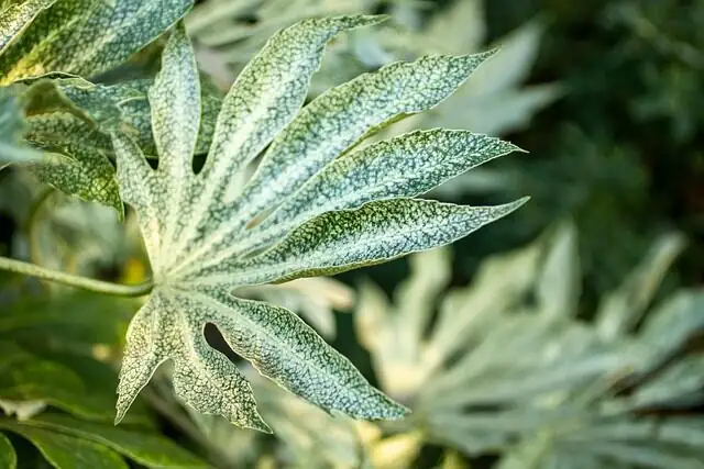 variegated false aralia by window