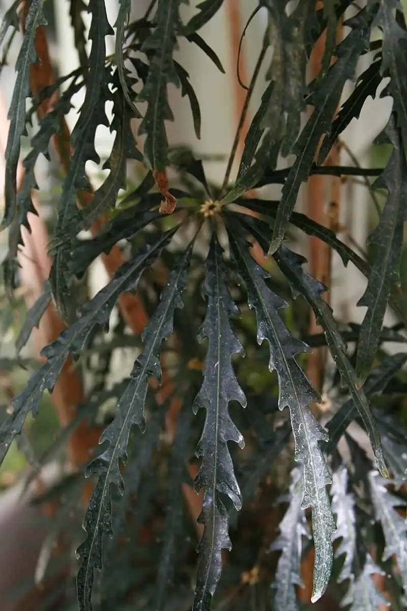 false aralia pruning branch close-up