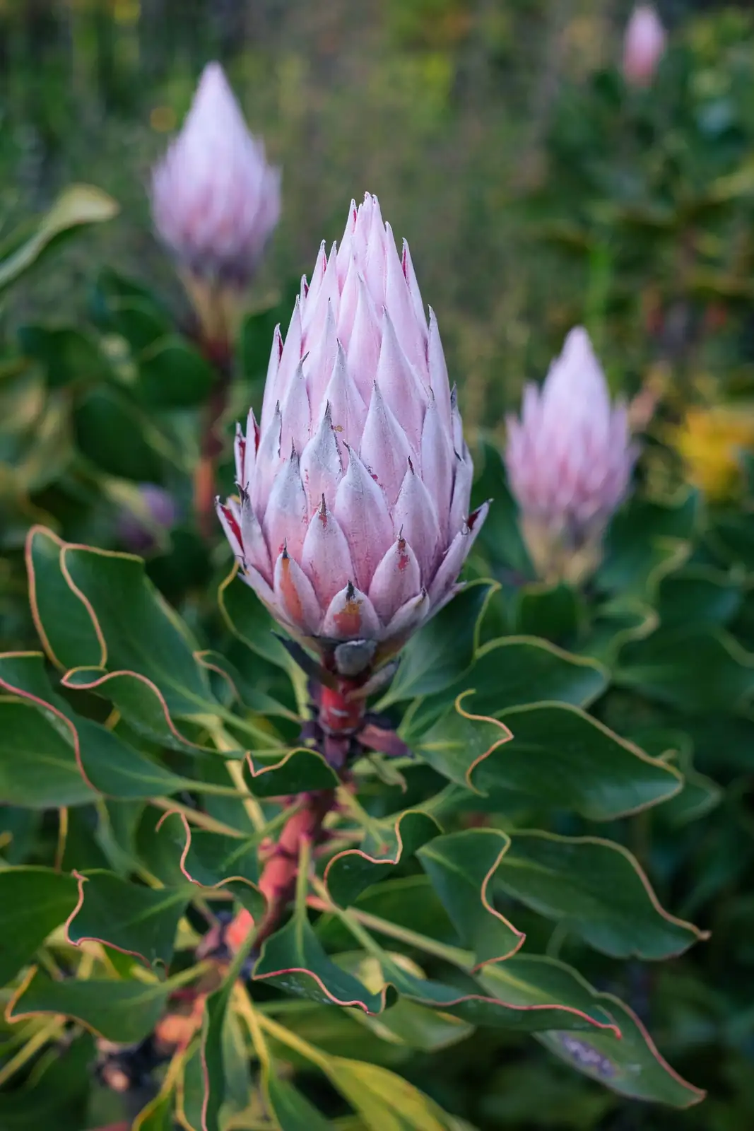false aralia new buds close-up