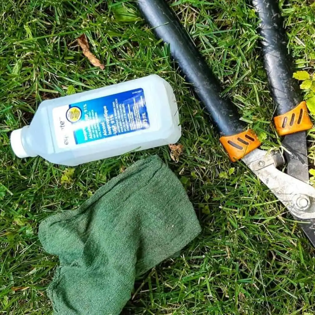 pruning shears alcohol sterilizing