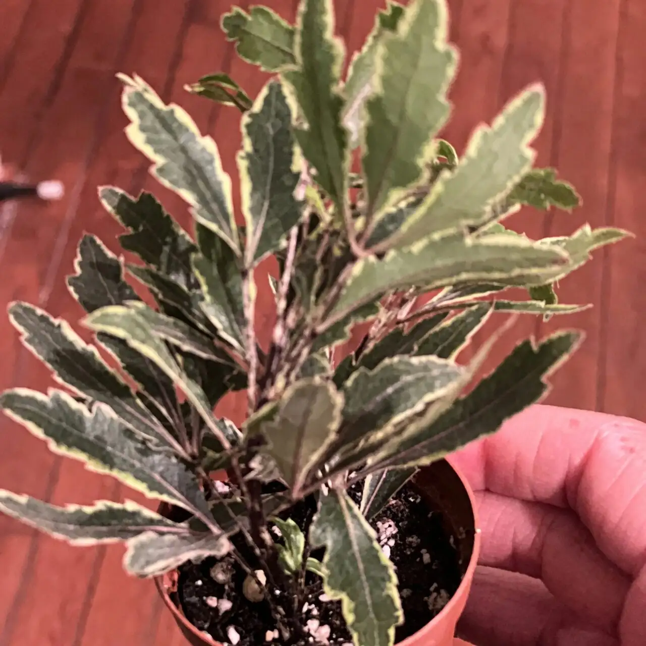 false aralia bright window placement