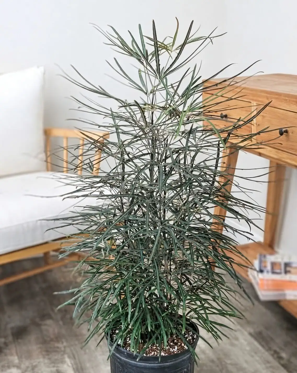 false aralia repotting soil mix