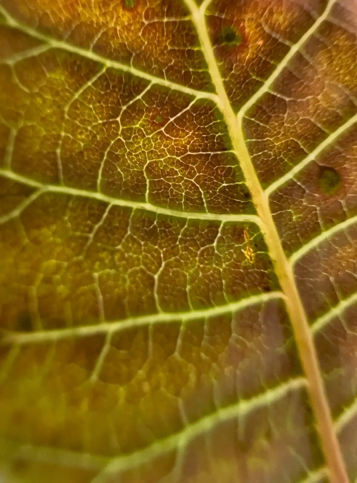 false aralia leaf spot close-up