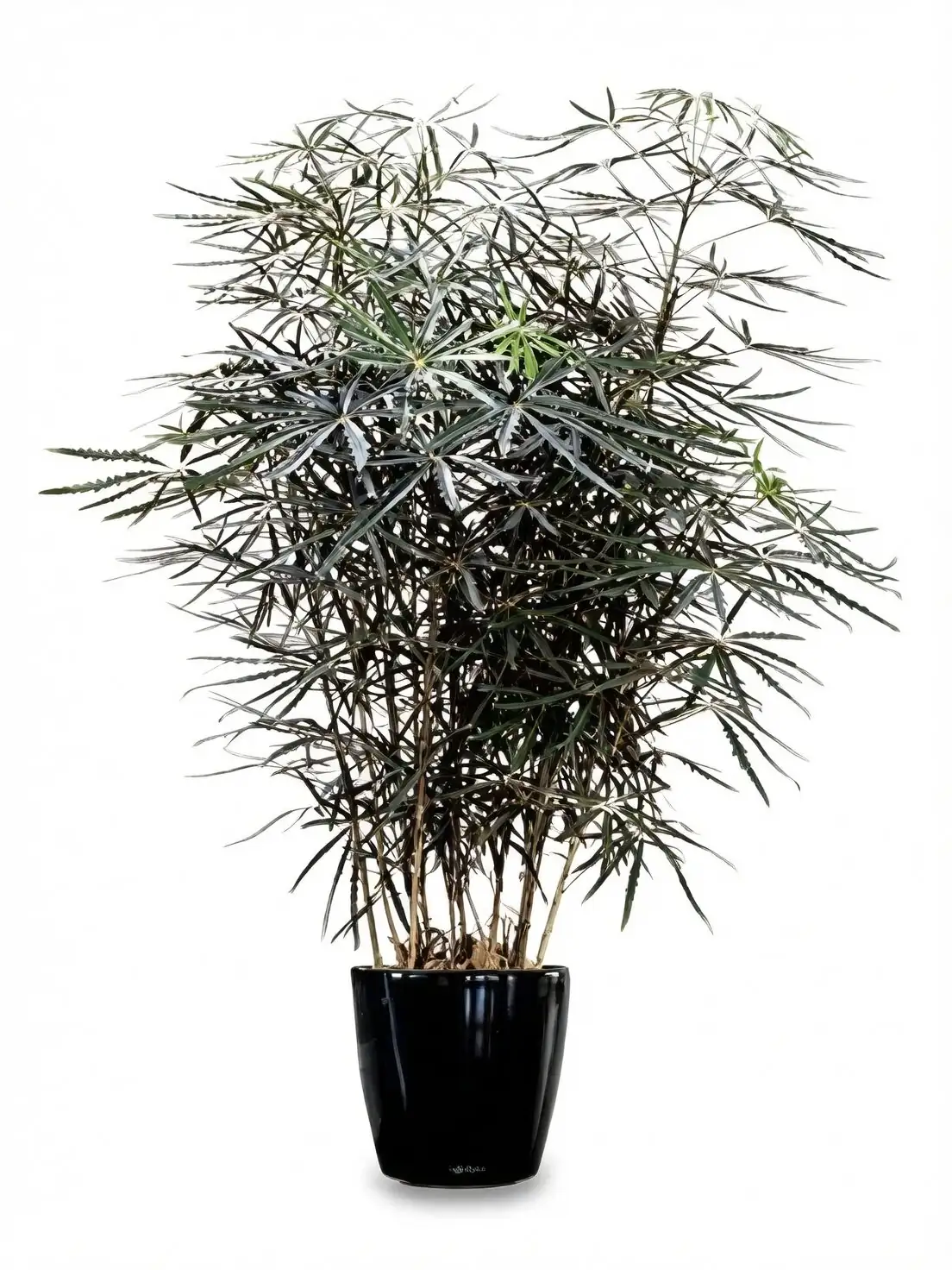 false aralia in 20cm pot