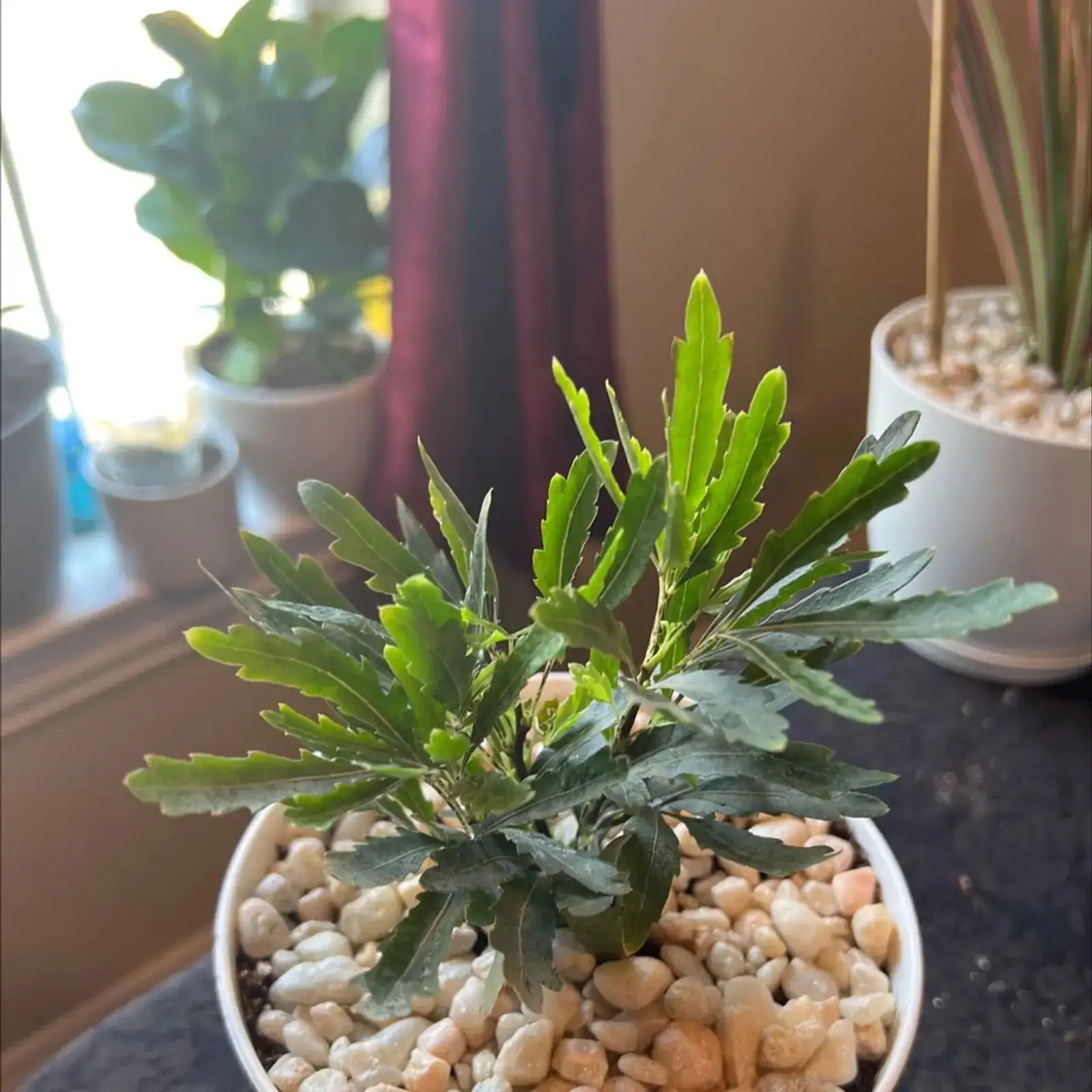 false aralia root pruning repotting