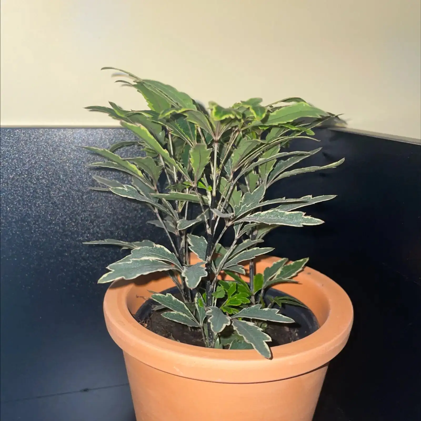 false aralia watering indoor soil