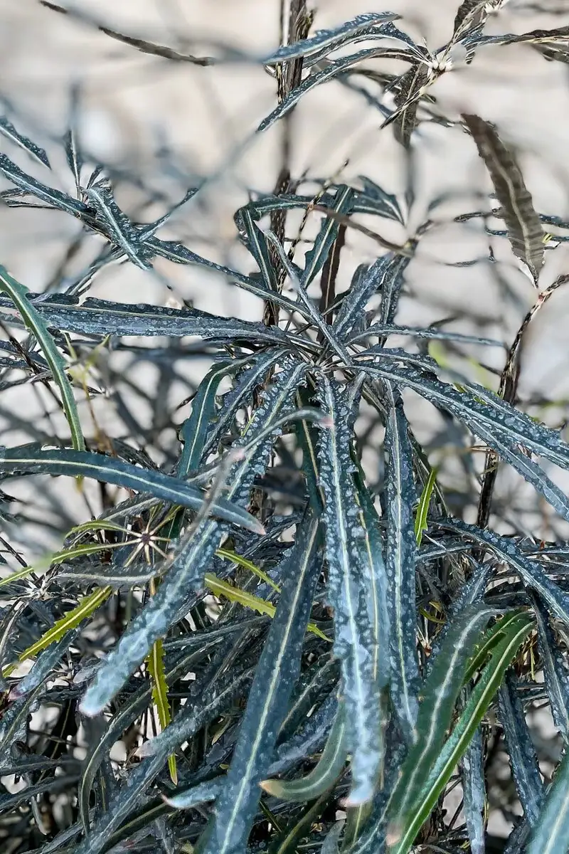 false aralia serrated leaves close-up