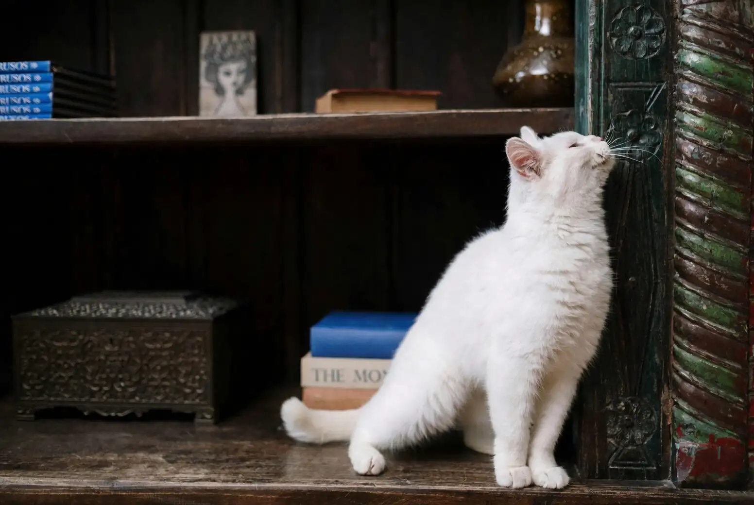 false aralia on wall shelf cat