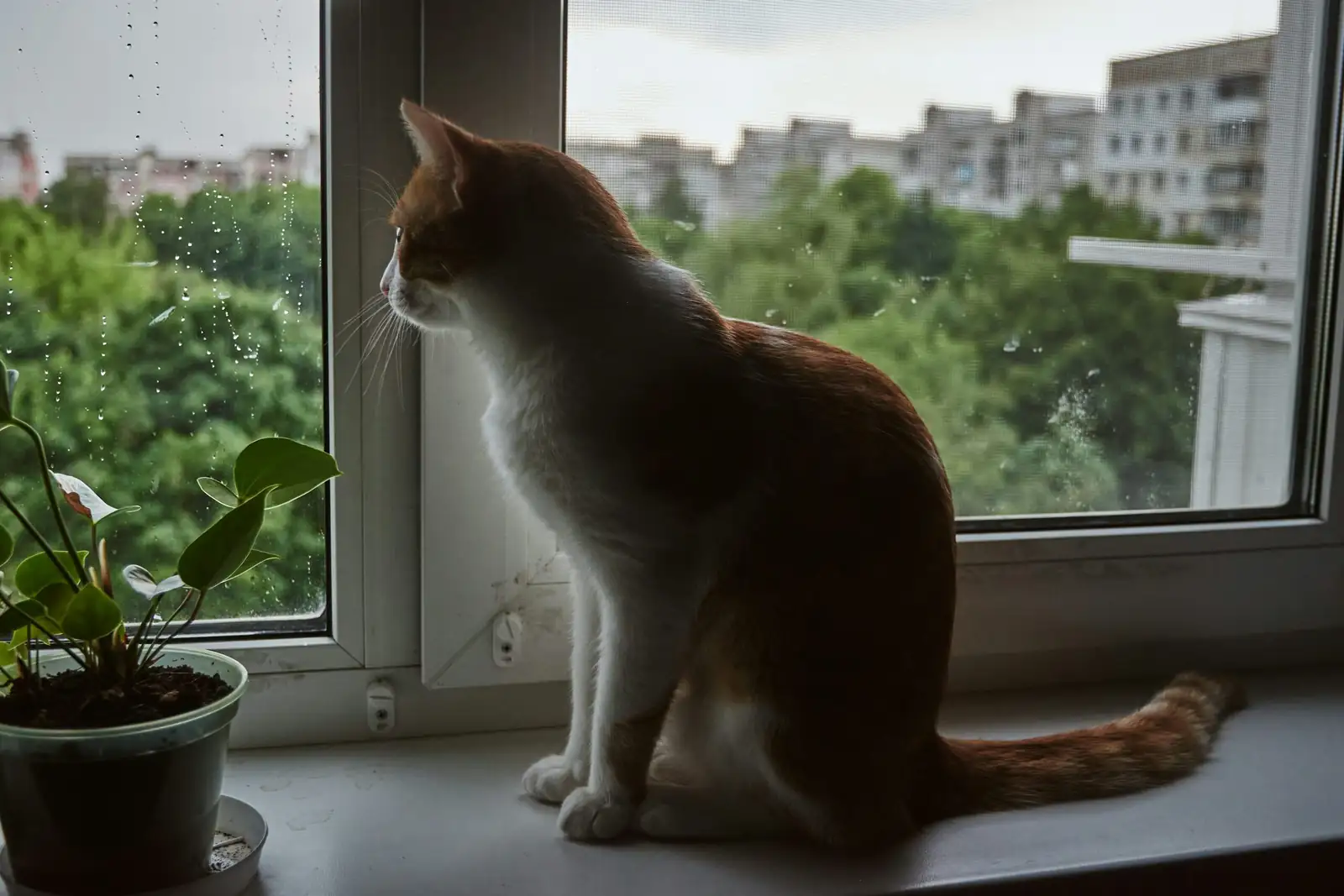 false aralia high shelf cat tree window