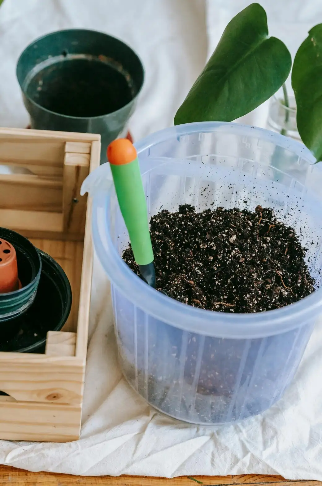 syngonium potting mix perlite close up