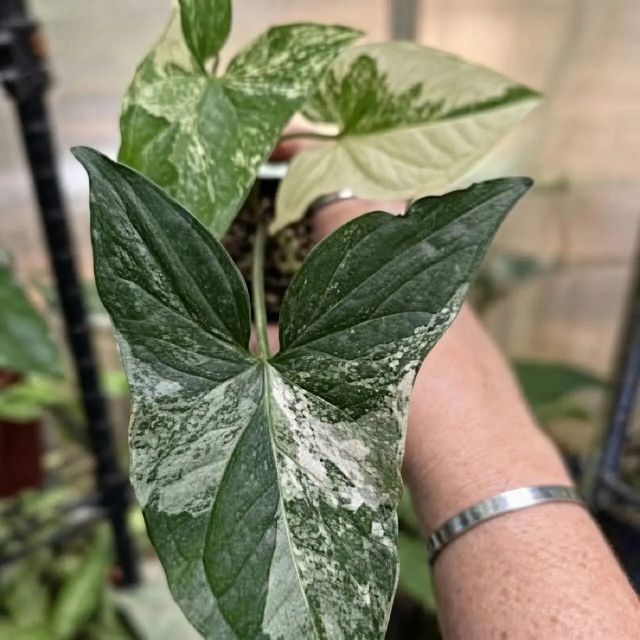 syngonium variegated leaves close up