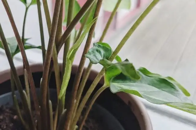 syngonium on windowsill sheer curtain