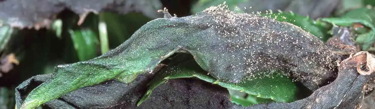 syngonium gray mold on leaf