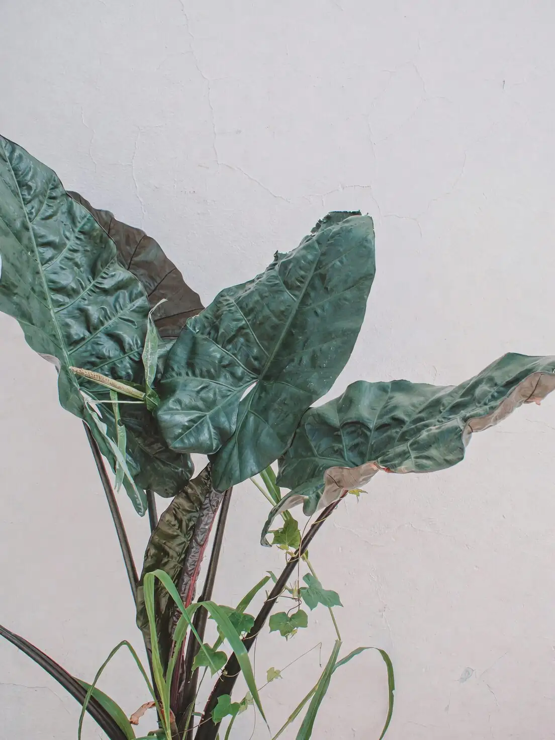 syngonium whiteflies leaf underside