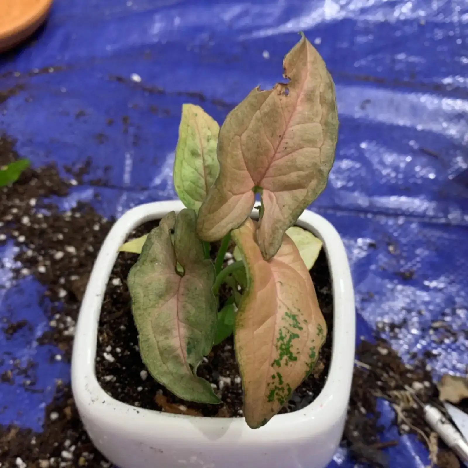 syngonium wiping leaf underside